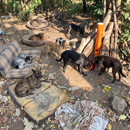 Myloes Futterstation für ausgesetzte Hunde